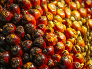 Huile de Palme Rouge Bio